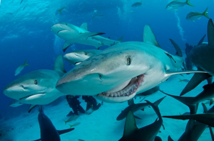 Swimming With Wharton’s 'Sharks'