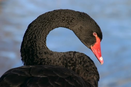 On the Trail of a Black Swan Philosopher