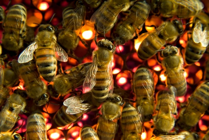 Facebook Frenzy and the Beehive Effect