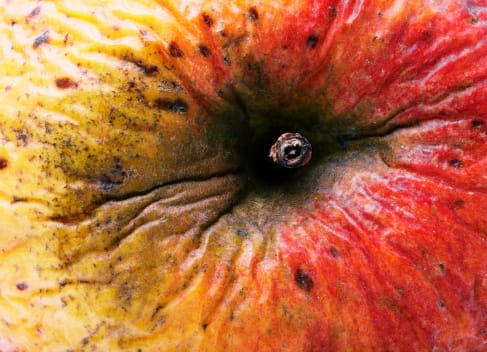 Rotten Apples or Rotten Teaching?