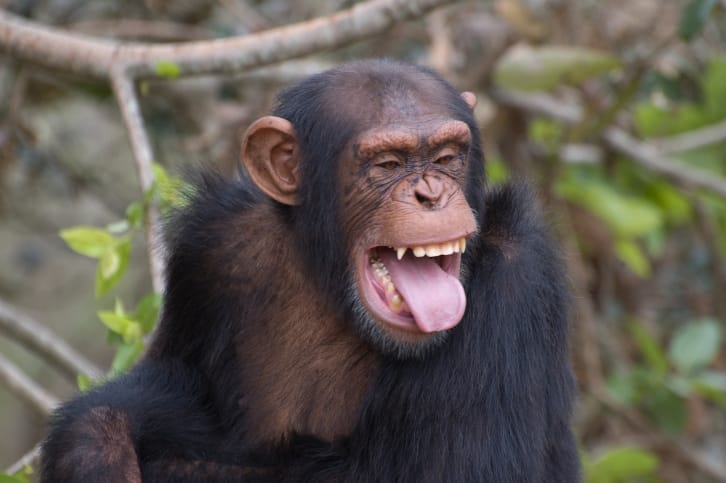 Getting to Know Your Unrighteous Mind