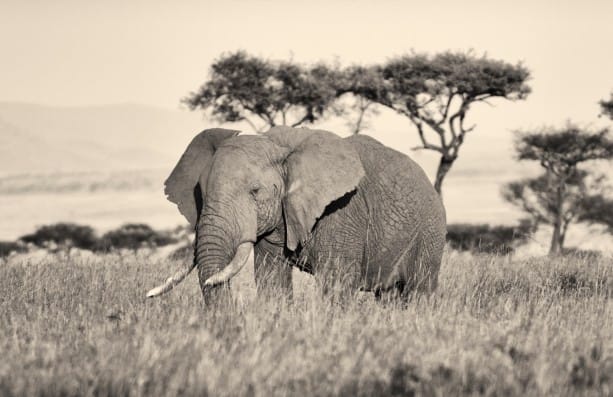 Detours on the Dream Trip to Kenya