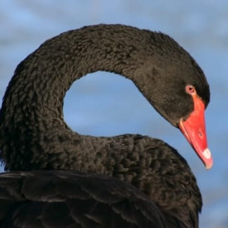 On the Trail of a Black Swan Philosopher