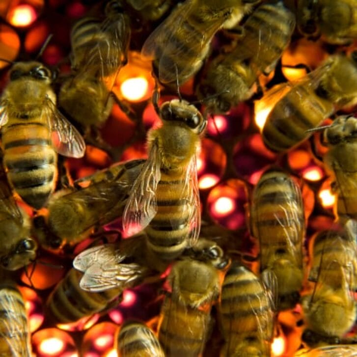 Facebook Frenzy and the Beehive Effect