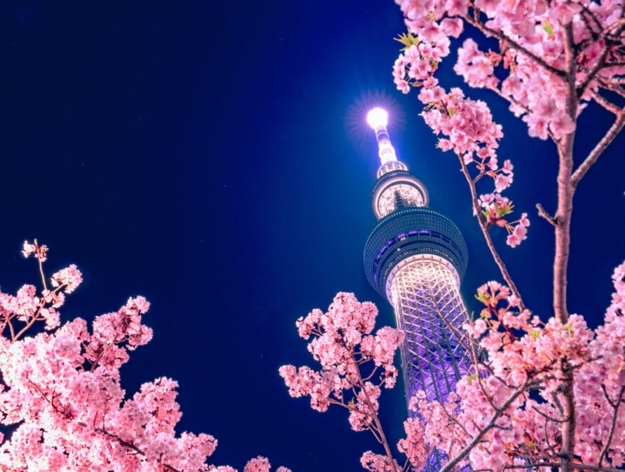 The top of Tokyo Tower, with cherry blossoms in the foreground.