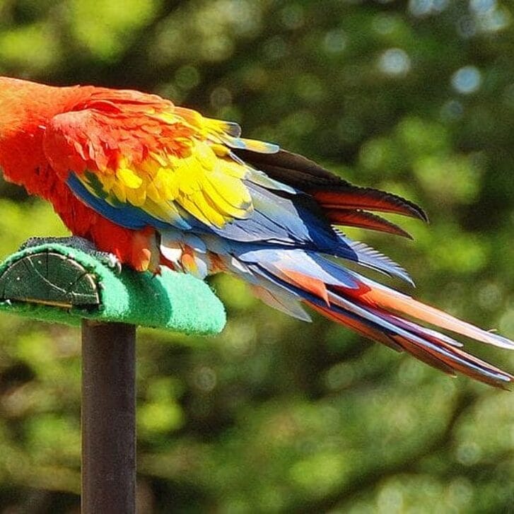 Polly the Parrot Predicts the Outcome of the U.S. Midterm Elections