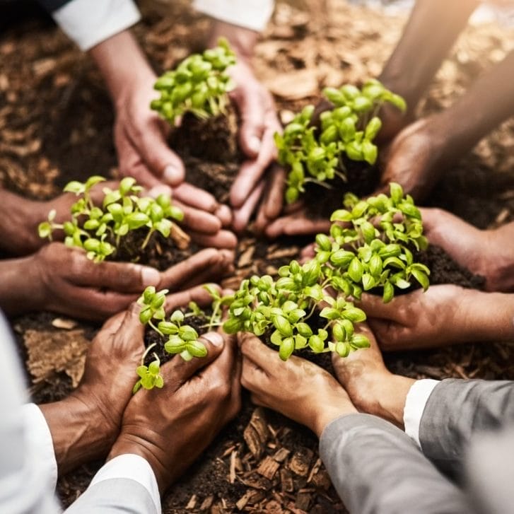 People nurturing plants by hand.