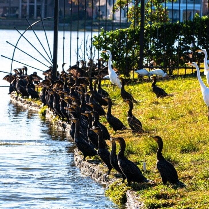 A group of birds near the water.