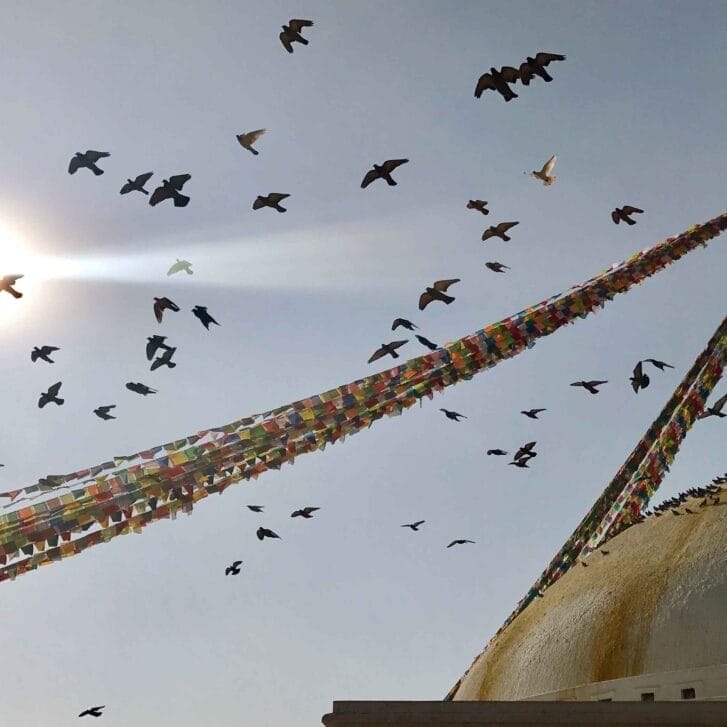 Birds fly over the top of the Boudhanath Temple