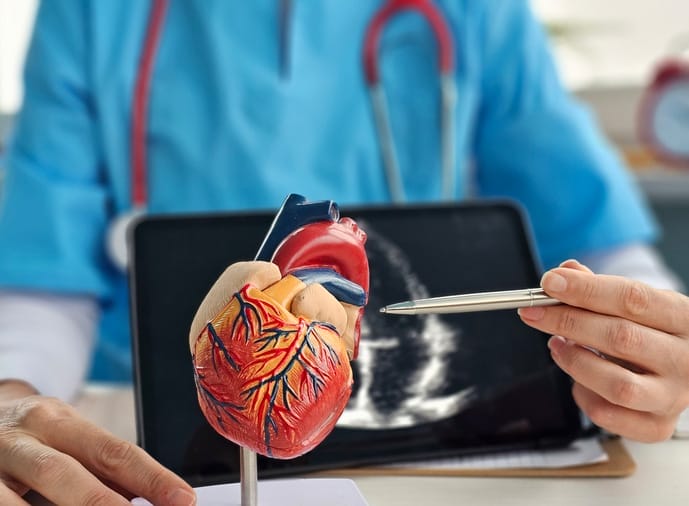 Doctor pointing to a model of a human heart